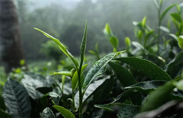 リムノフィラの育て方！初心者向けCO2不要で簡単水草栽培