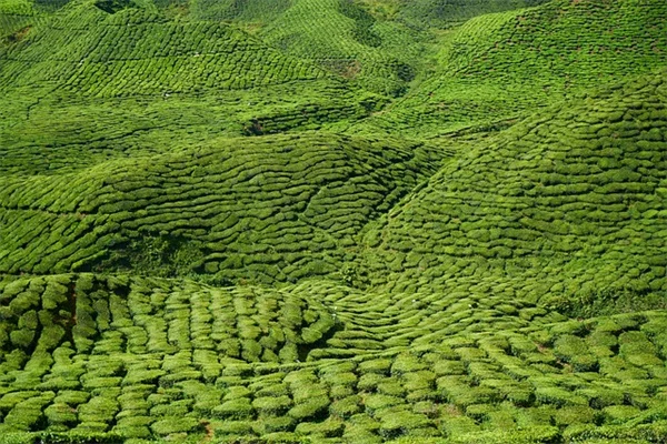 プロが教える観葉植物の害虫の見分け方と対策一覧