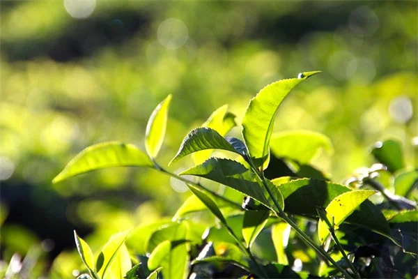 熱波から植物を守る9つの簡単な方法