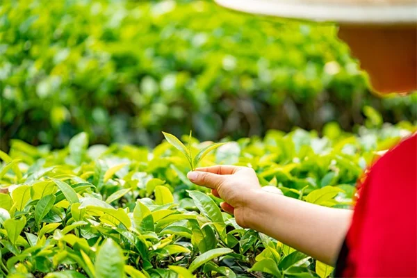 ニジェリア野菜を日本の夏で育てるコツとおすすめ5選
