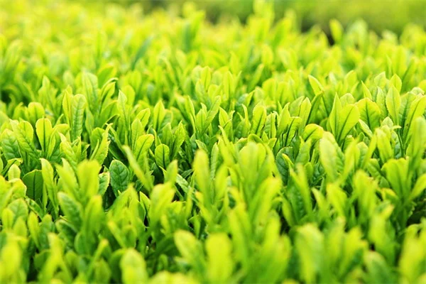 玄関におすすめの観葉植物9選！運気アップと育てやすさをプロが解説