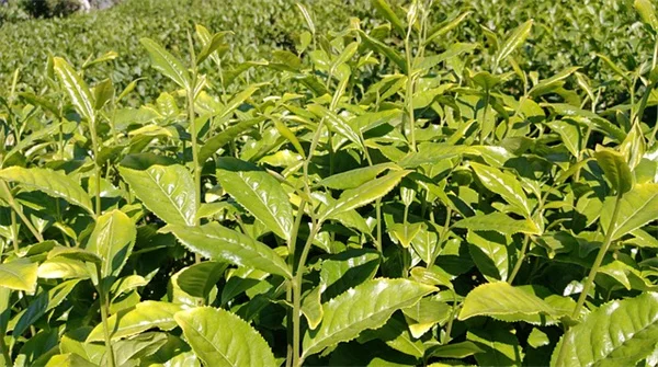 Knockout Roseの葉が茶色くなる3つの原因と今すぐできる対策
