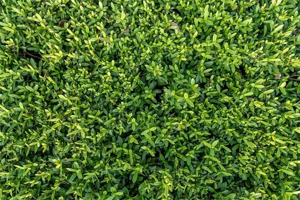秋に集める種7選！無料で庭を増やす方法と正しい保存・発芽のコツ